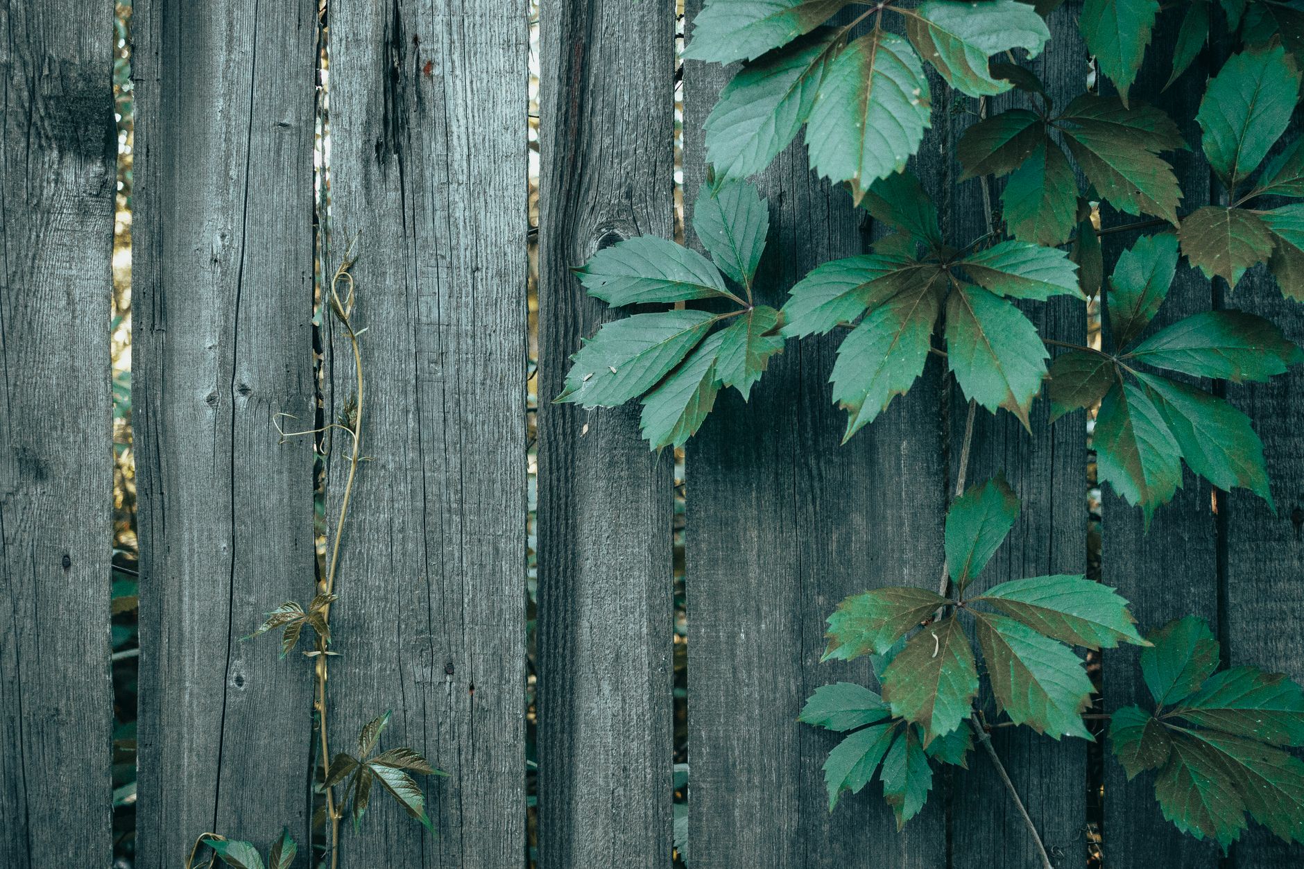 Wooden fence from Lowe’s, natural pine boards with classic design, perfect for backyard privacy and curb appeal.