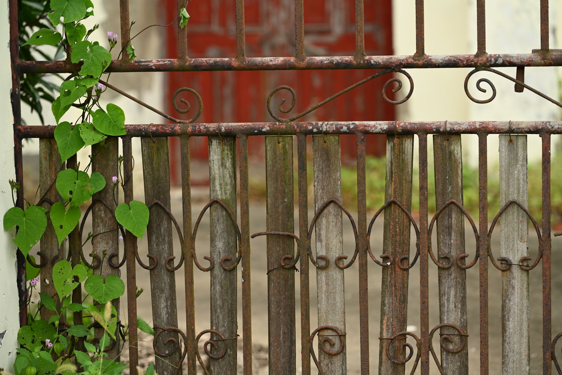 A freshly stained wooden fence showing deep, even color that protects and enhances natural grain.