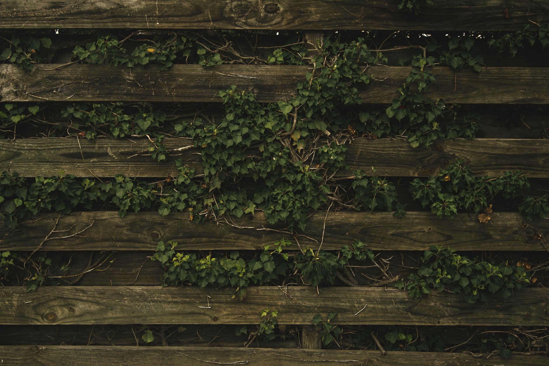 why-modern-wooden-fence-styles-beat-5458355