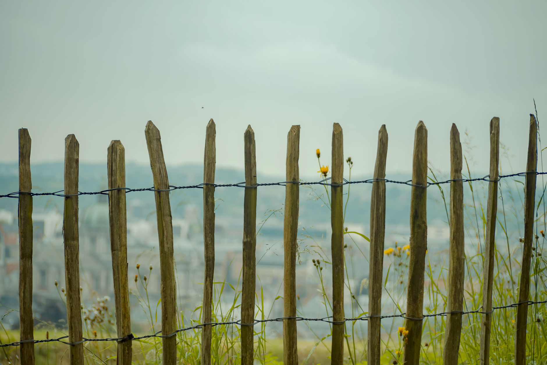 Wooden fence stakes driven into soil, showing natural grain and sturdy design for garden boundaries.